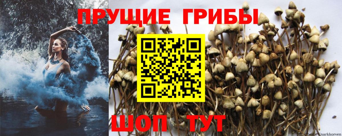 Псилоцибиновые грибы мицелий  Вход с VPN  Белая Калитва  Псилоцибиновые грибы Cubensis 